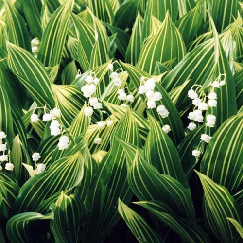 Превью изображения