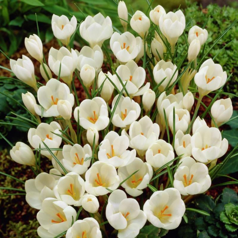 Превью изображения