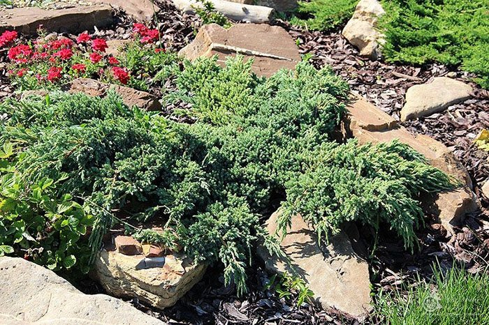 Превью изображения