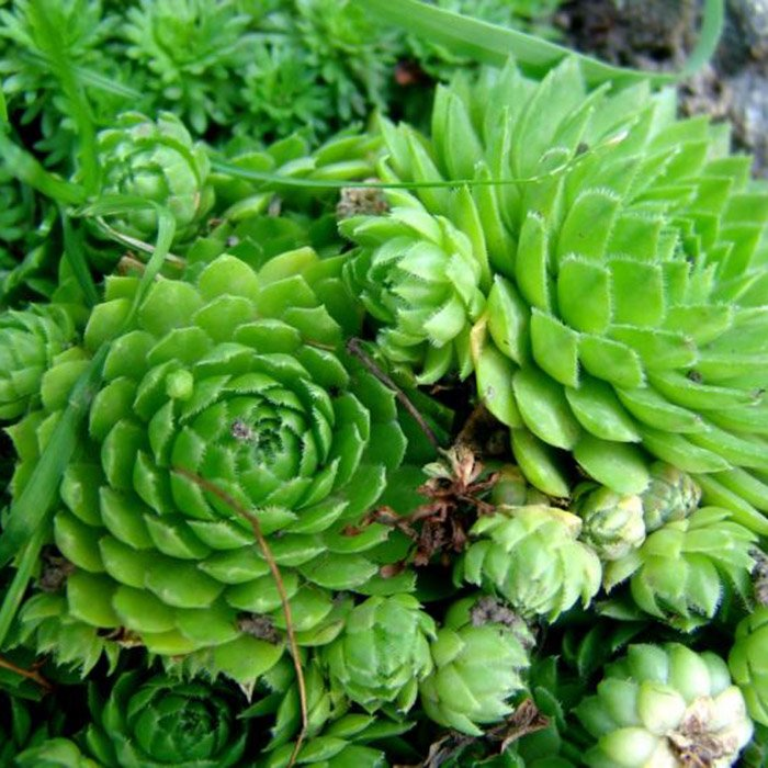 Превью изображения