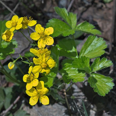 Превью изображения