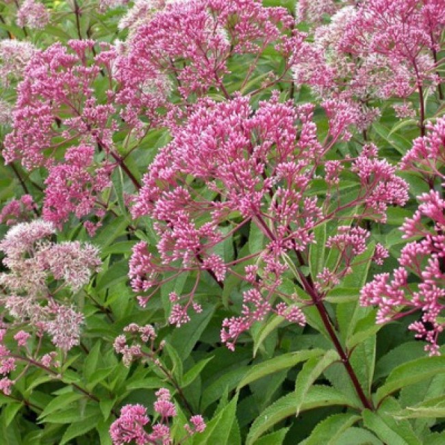 Превью изображения