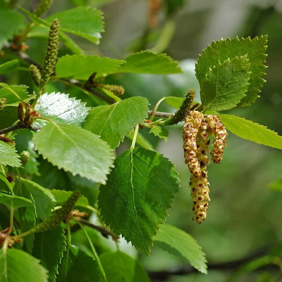 Превью изображения