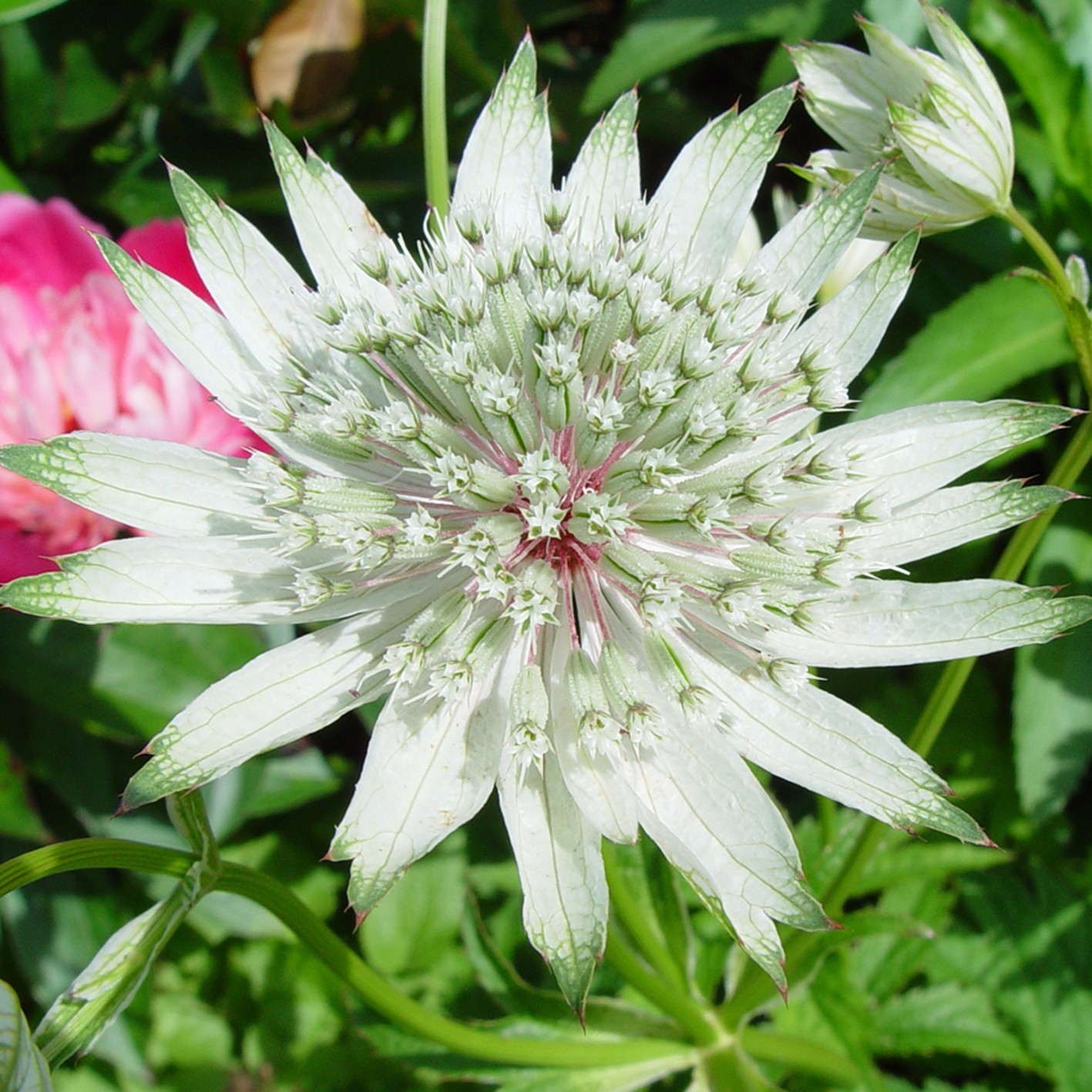 Превью изображения