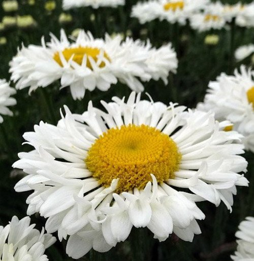 Превью изображения