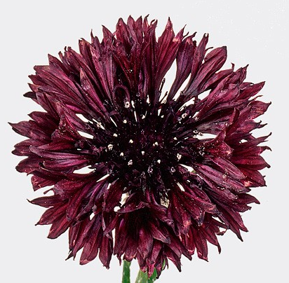 Превью изображения