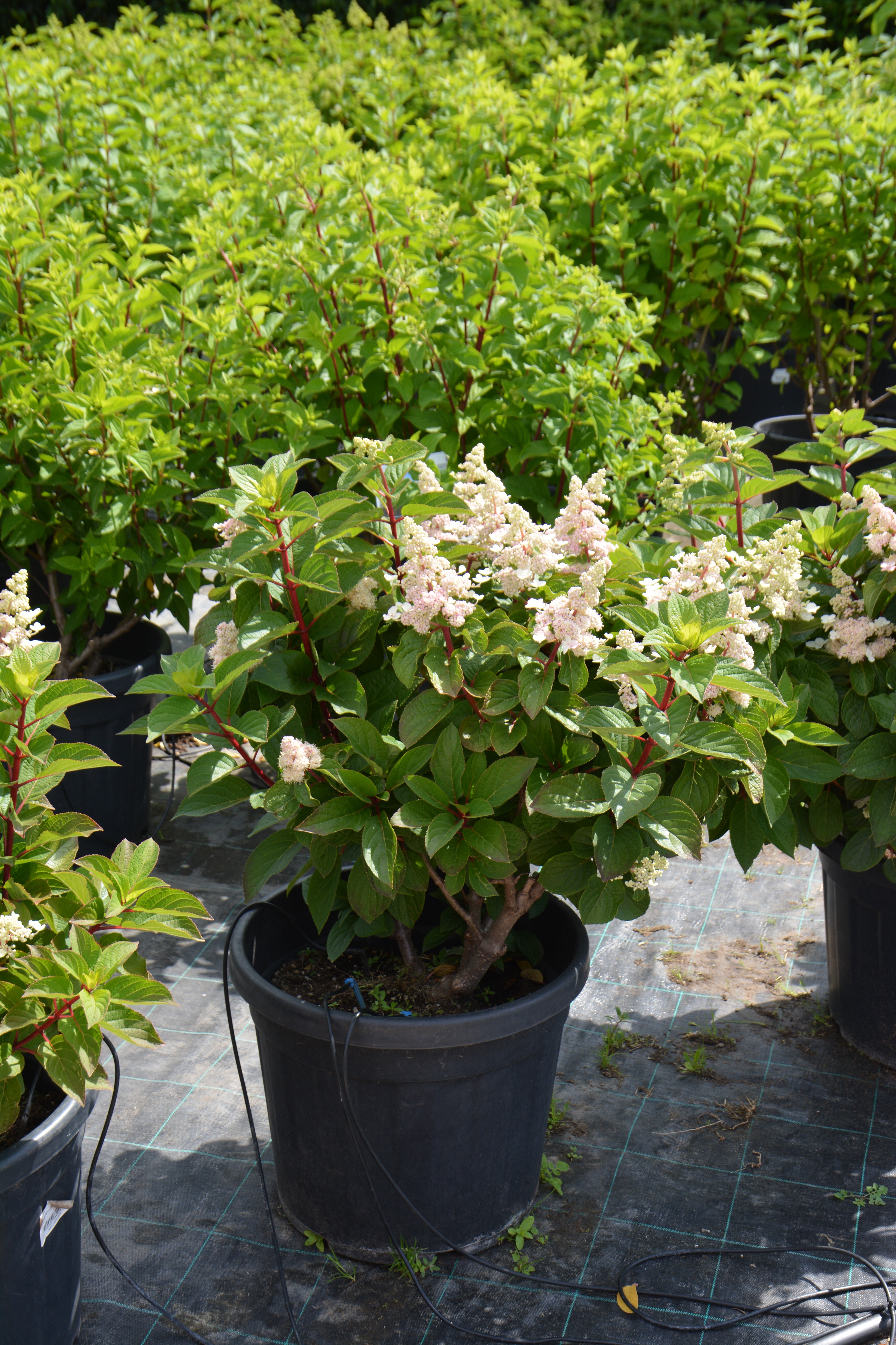 Превью изображения