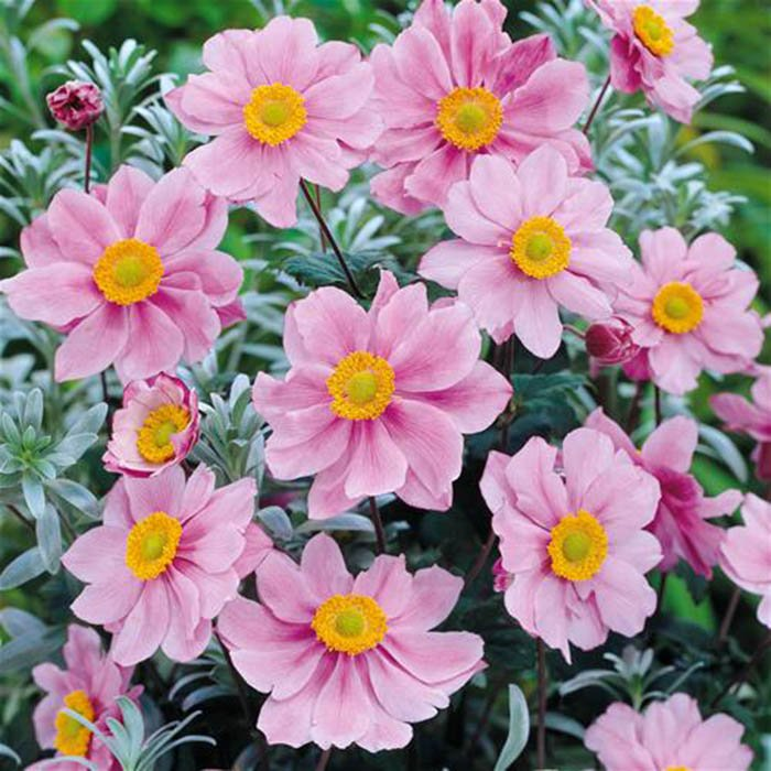 Превью изображения