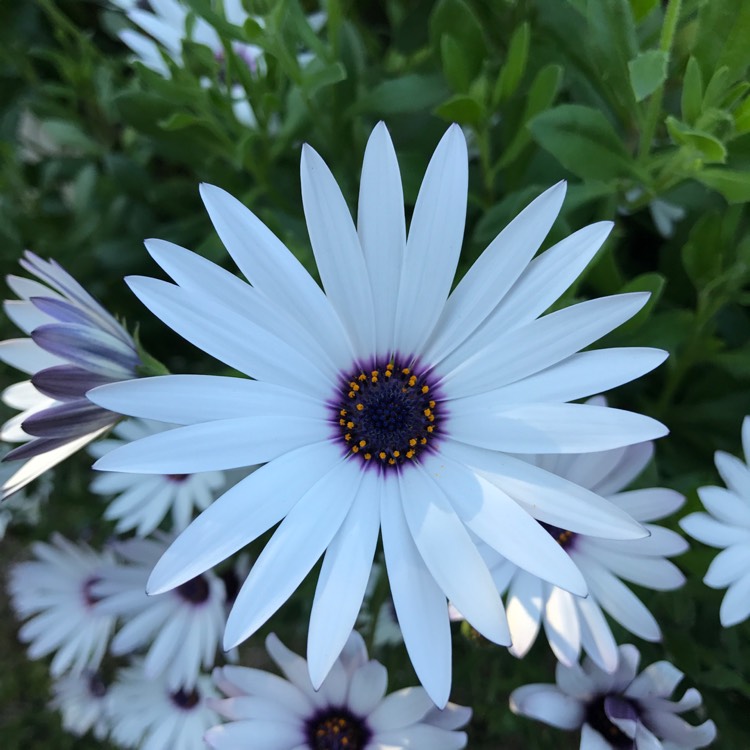 Превью изображения