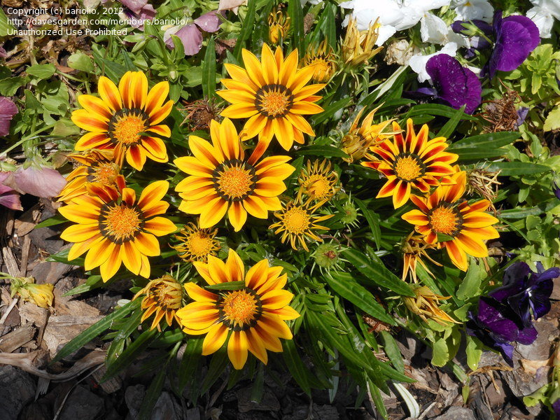 Превью изображения