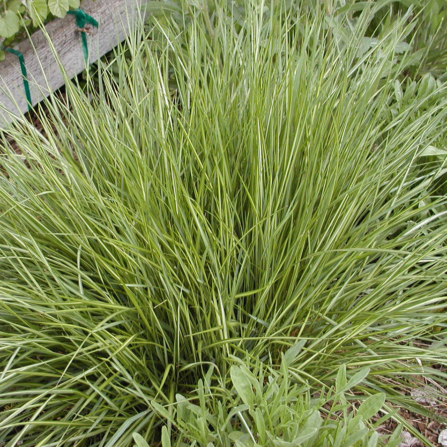 Превью изображения