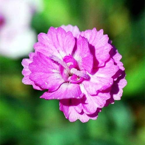 Превью изображения