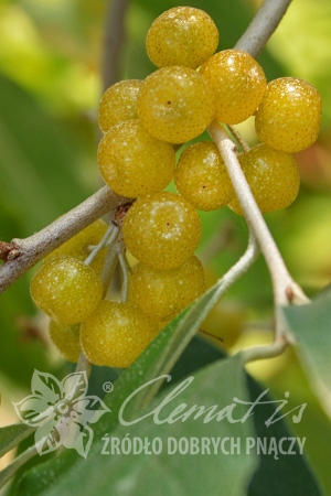 Превью изображения