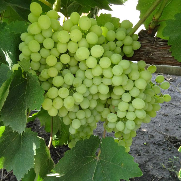 Превью изображения