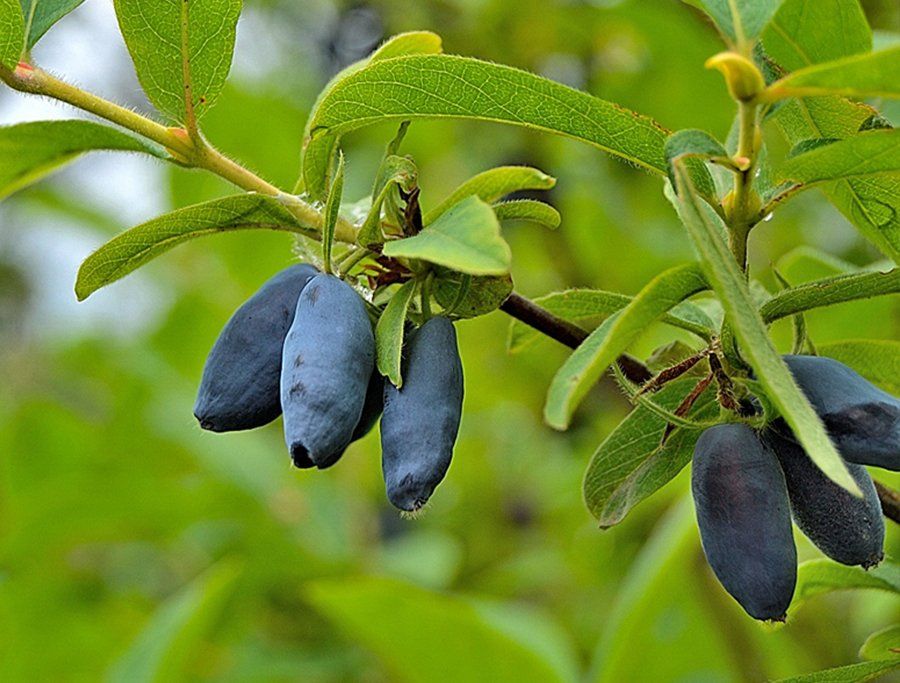 Превью изображения