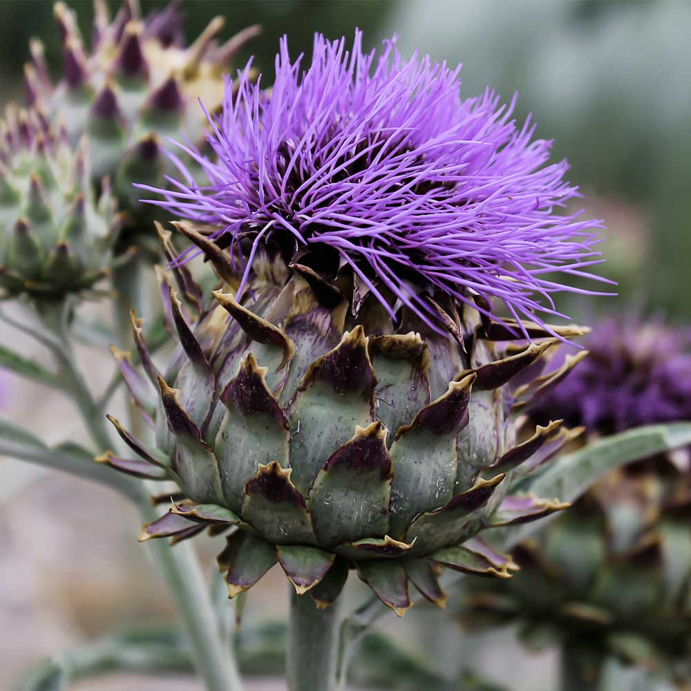 Превью изображения