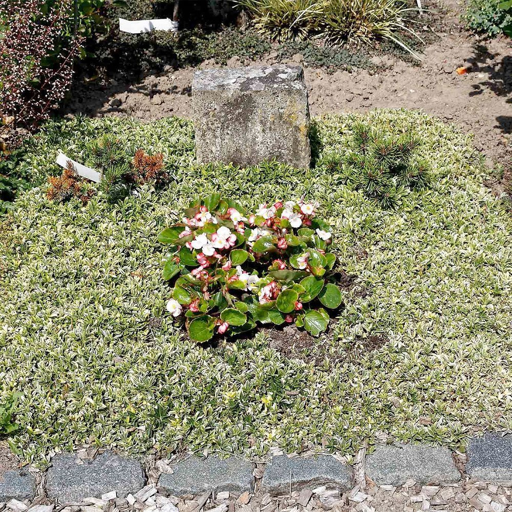 Превью изображения