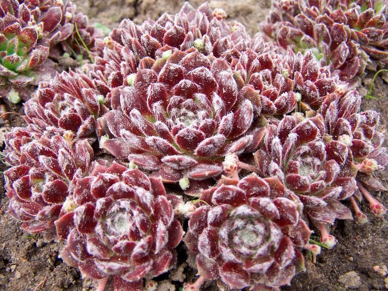 Превью изображения