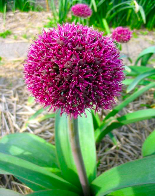 Превью изображения