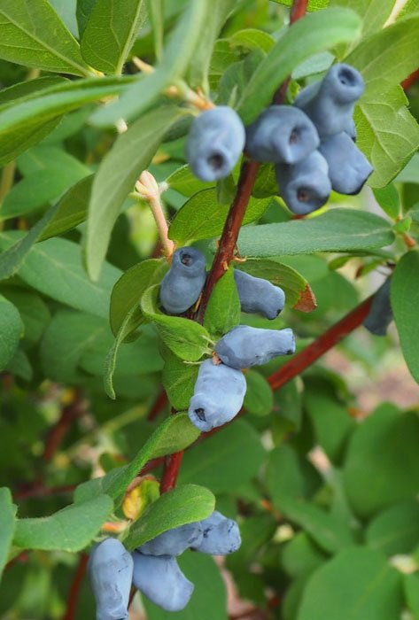Превью изображения