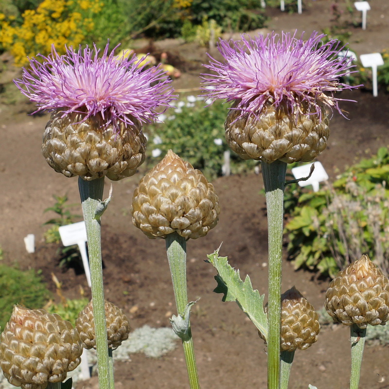 Превью изображения