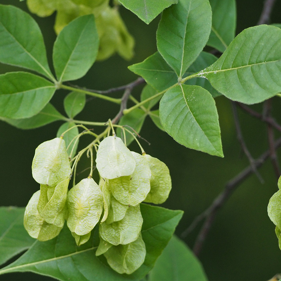 Превью изображения