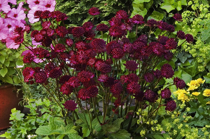 Превью изображения