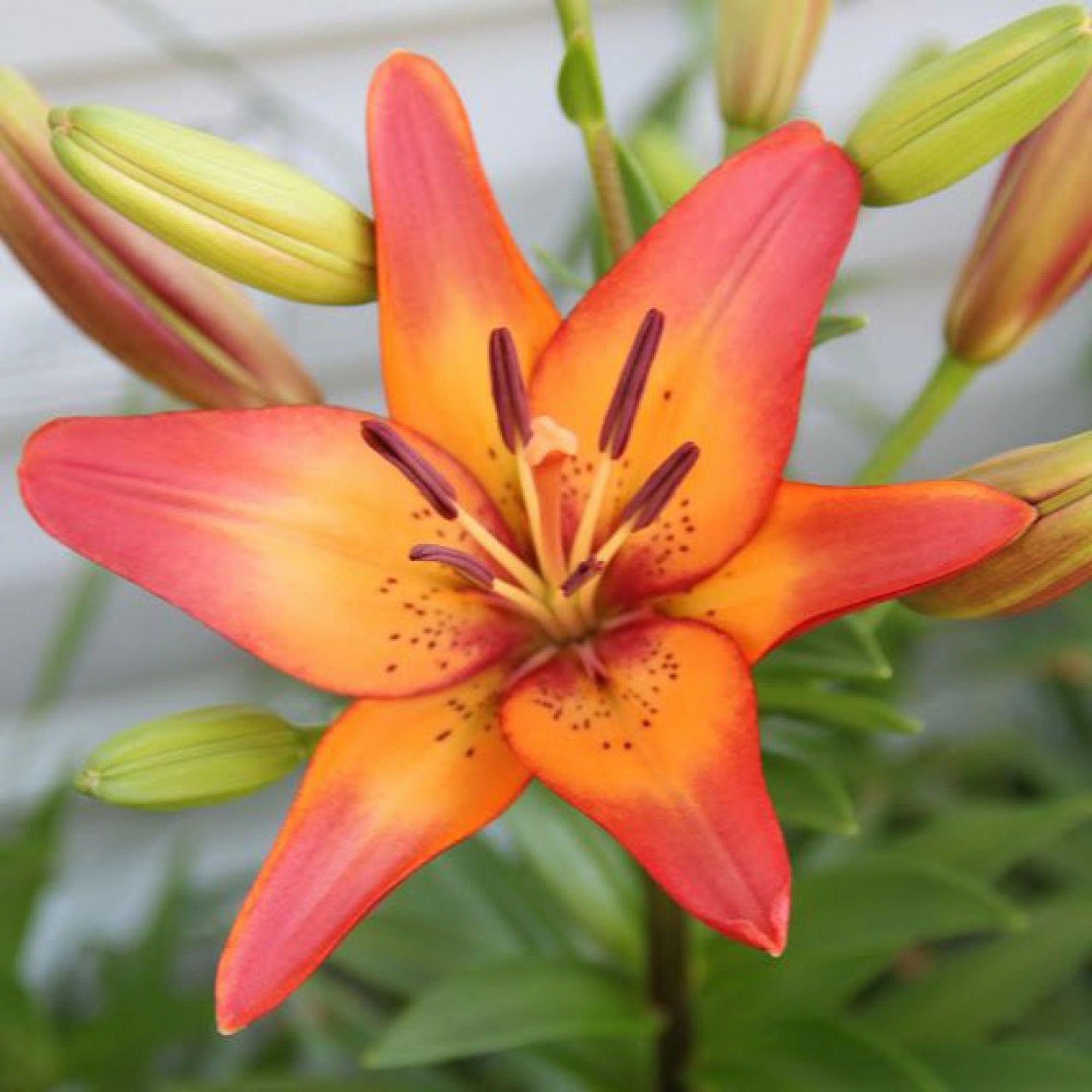 Превью изображения