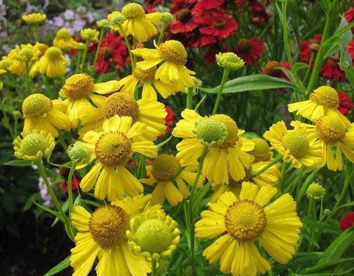 Превью изображения