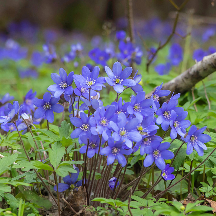 Превью изображения