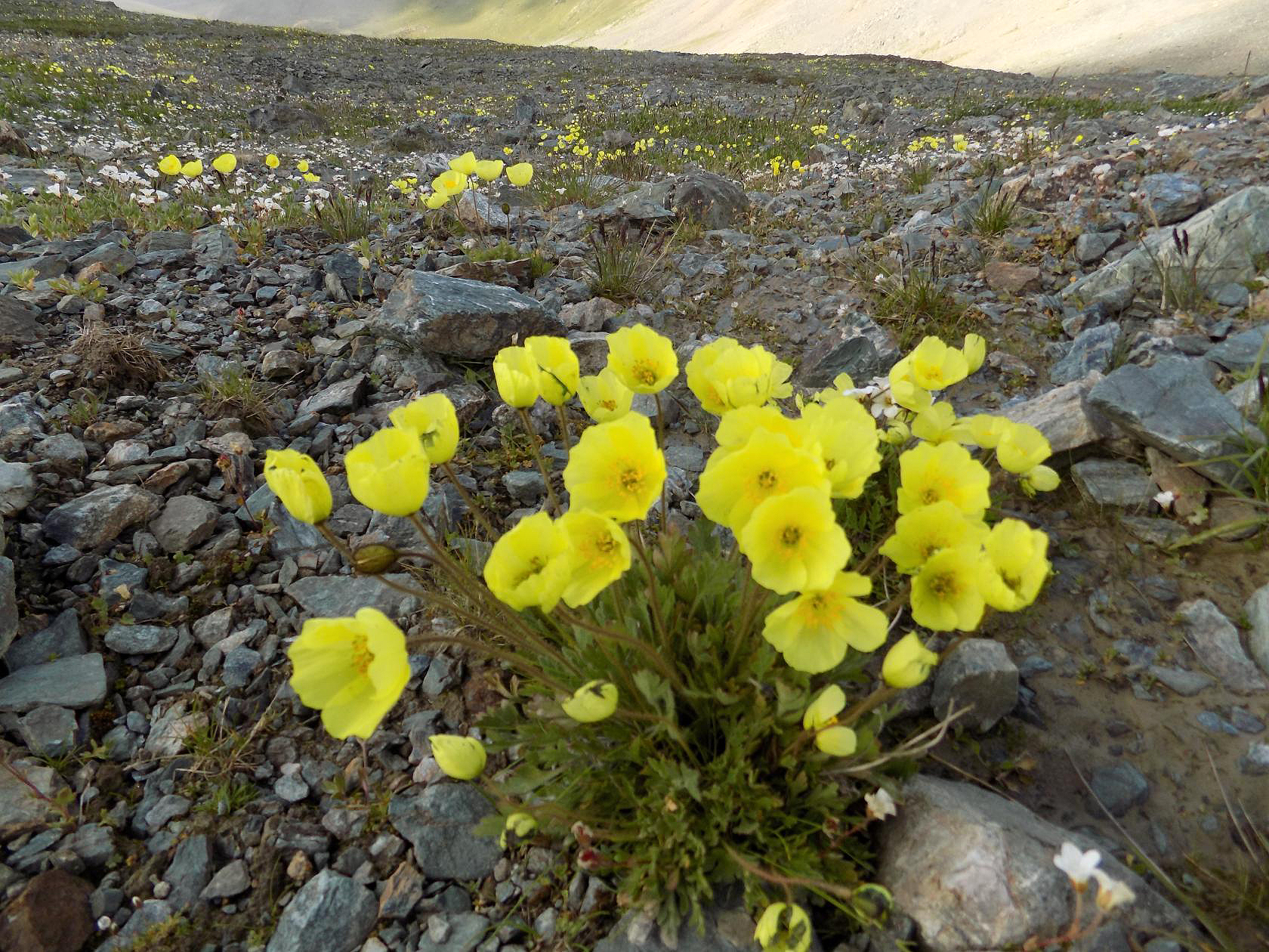 Превью изображения