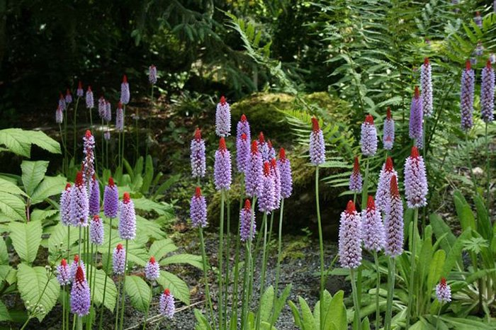 Превью изображения