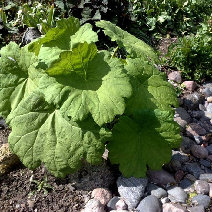 Превью изображения