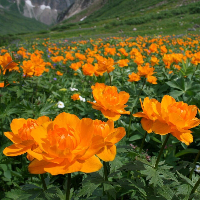 Превью изображения