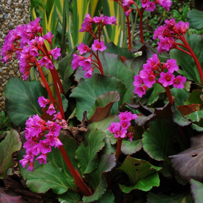 Превью изображения