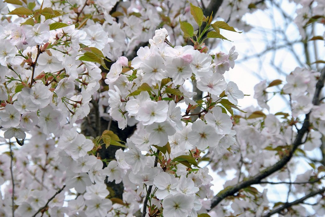 Превью изображения