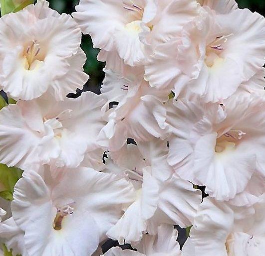 Превью изображения