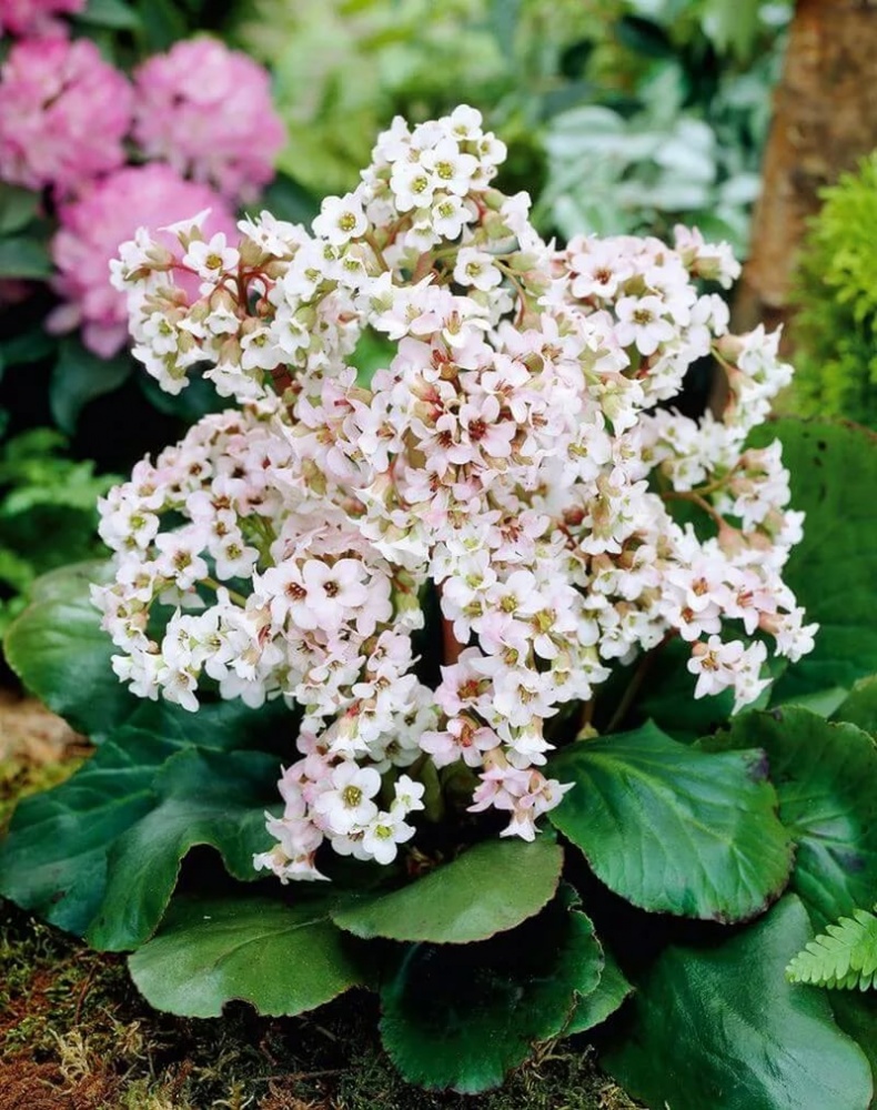 Превью изображения