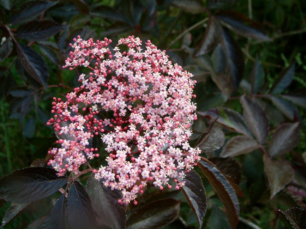 Превью изображения