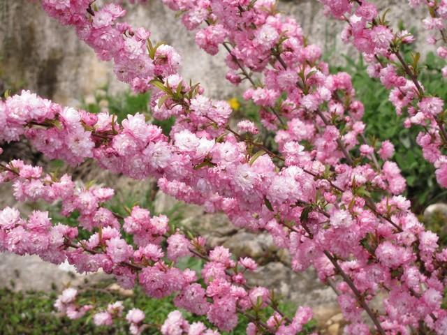 Превью изображения