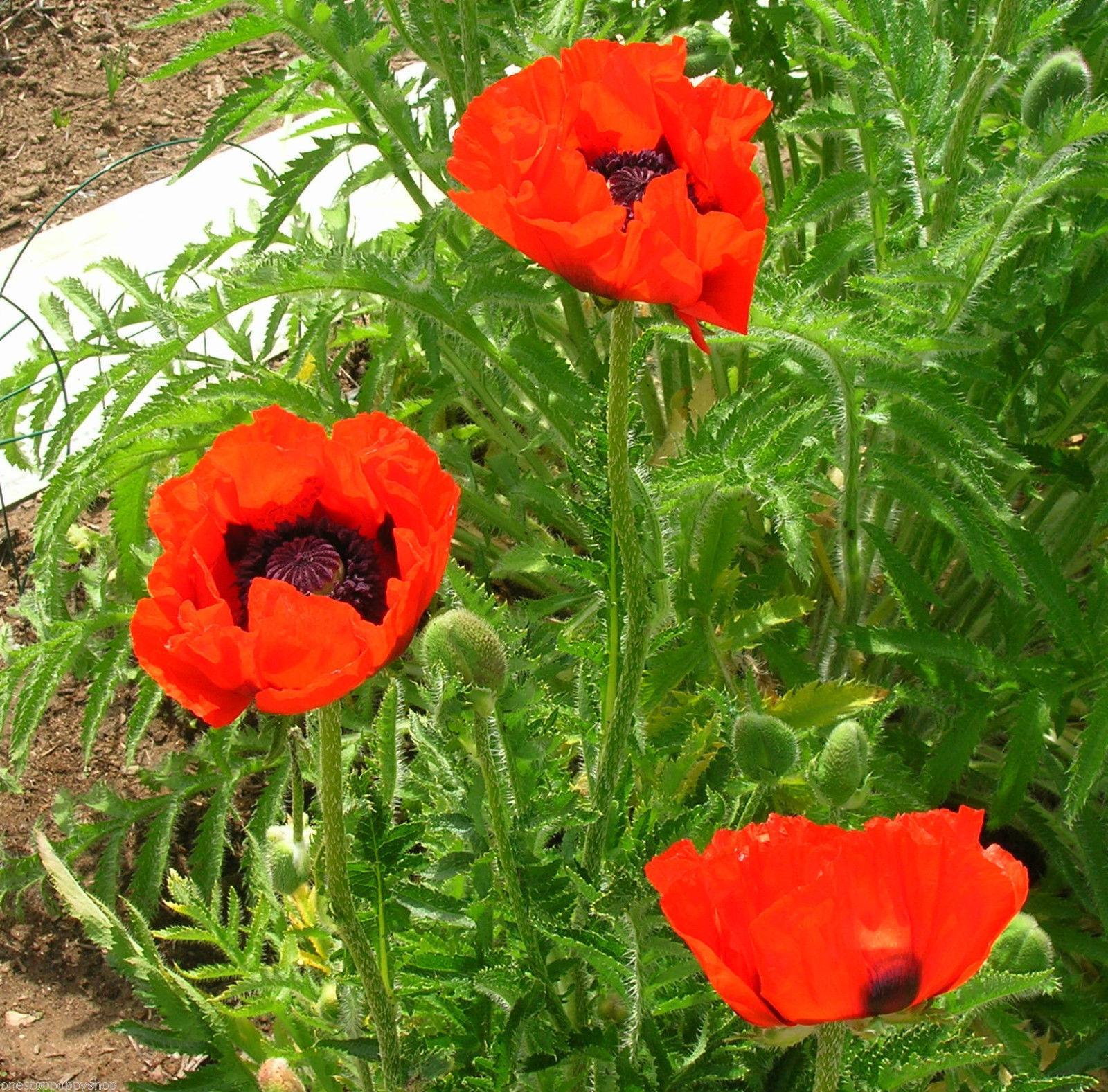 Превью изображения