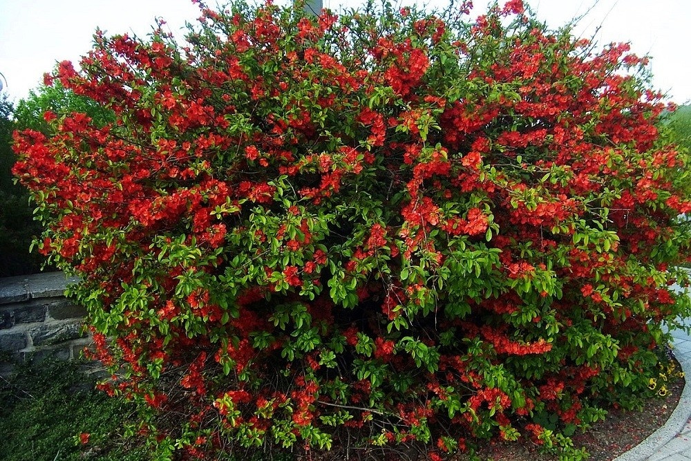 Превью изображения