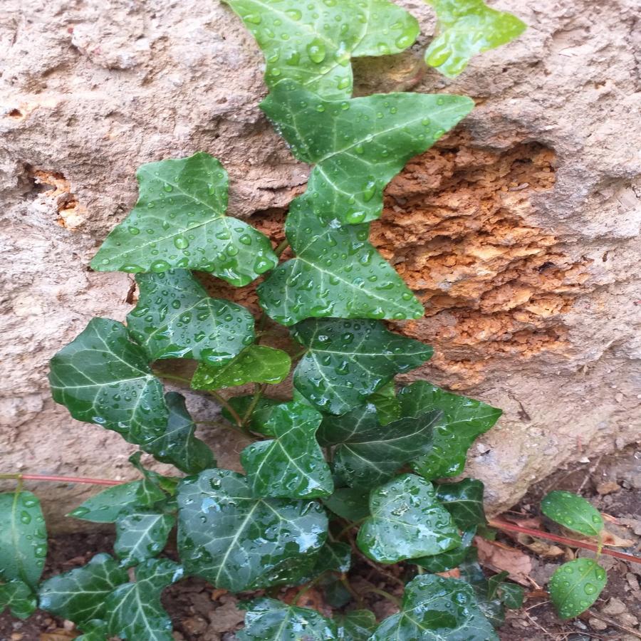 Превью изображения