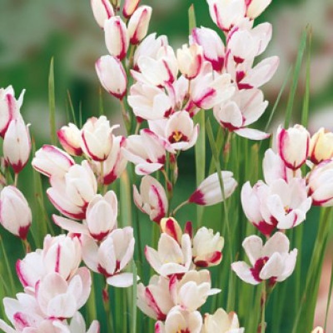 Превью изображения