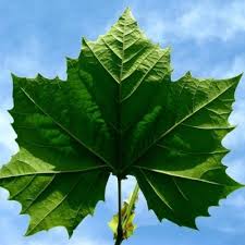 Превью изображения