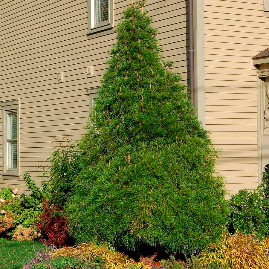 Превью изображения