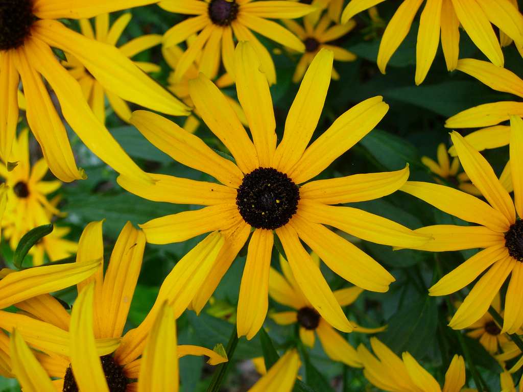 Превью изображения