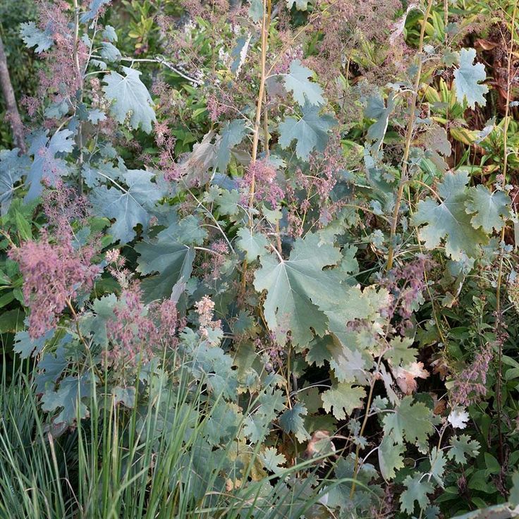 Превью изображения