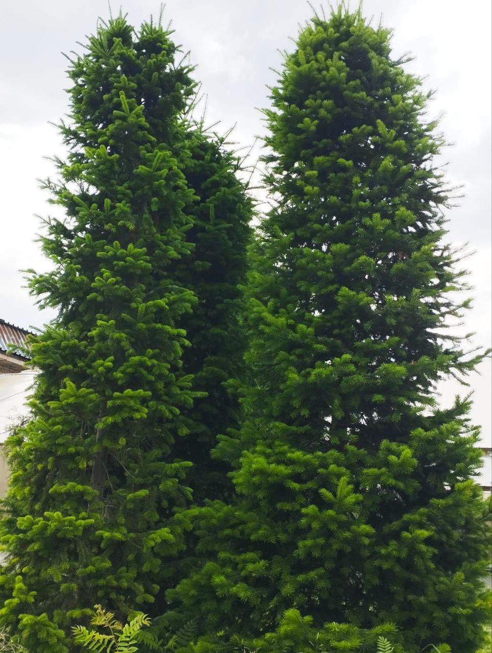 Превью изображения