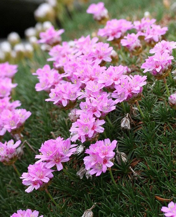 Превью изображения